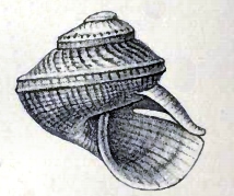 Scissurella mantelli